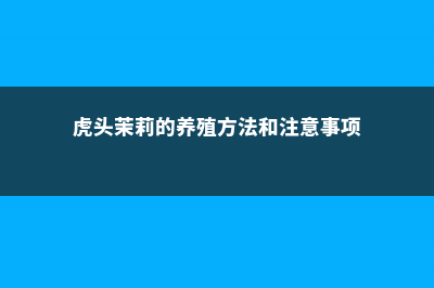 虎头茉莉的养殖方法和注意事项 (虎头茉莉的养殖方法和注意事项)