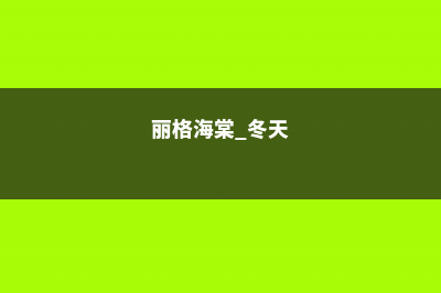 丽格海棠冬天的养殖方法和注意事项 (丽格海棠 冬天)