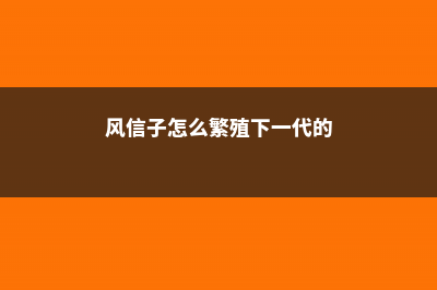 风信子怎么繁殖新种球 (风信子怎么繁殖下一代的)