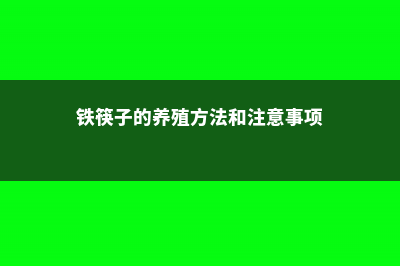 铁筷子的养殖方法和注意事项 (铁筷子的养殖方法和注意事项)