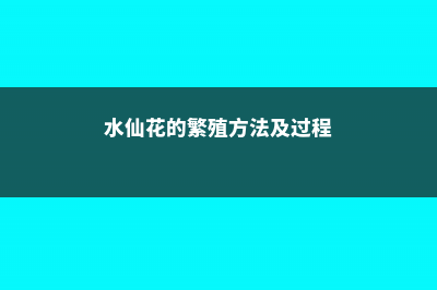 水仙花的繁殖方式有哪几种，哪个繁殖方法比较常用 (水仙花的繁殖方法及过程)