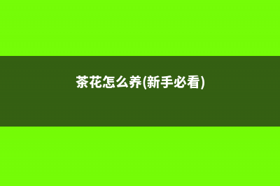 茶花如何养才能长的好，茶花的养殖方法 (茶花怎么养(新手必看))