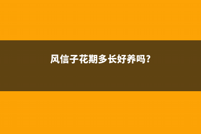 风信子花期多长，花语是什么 (风信子花期多长好养吗?)