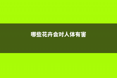 哪些花卉会对人体造成不良反应 (哪些花卉会对人体有害)