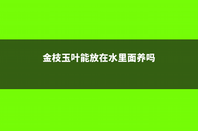 金枝玉叶能放在卧室吗，金枝玉叶有什么功效 (金枝玉叶能放在水里面养吗)