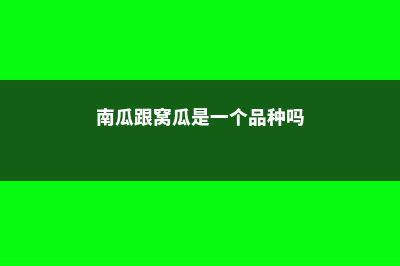 南瓜是窝瓜吗，窝瓜和南瓜有什么区别 (南瓜跟窝瓜是一个品种吗)