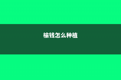 榆钱的养殖方法和注意事项 (榆钱怎么种植)