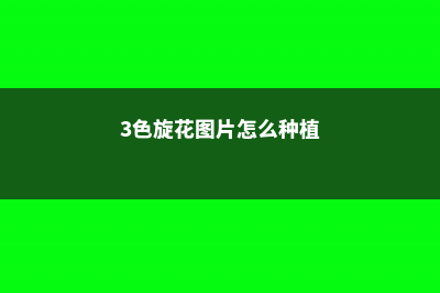 三色旋的养殖方法和注意事项 (3色旋花图片怎么种植)