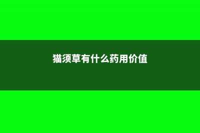 猫须草的养殖方法和注意事项 (猫须草有什么药用价值)