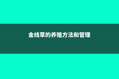 金线草的养殖方法和注意事项 (金线草的养殖方法和管理)