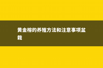 黄金榕的养殖方法和注意事项 (黄金榕的养殖方法和注意事项盆栽)