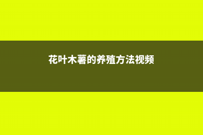 花叶木薯的养殖方法和注意事项 (花叶木薯的养殖方法视频)