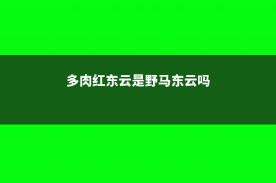 红东云的养殖方法和注意事项 (多肉红东云是野马东云吗)