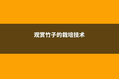 观赏竹的养殖方法和注意事项 (观赏竹子的栽培技术)