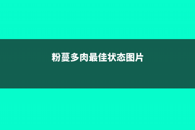 粉蔓的养殖方法和注意事项 (粉蔓多肉最佳状态图片)