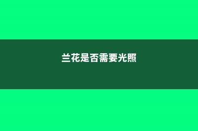 兰花需要阳光照吗，没有阳光能养兰花吗 (兰花是否需要光照)