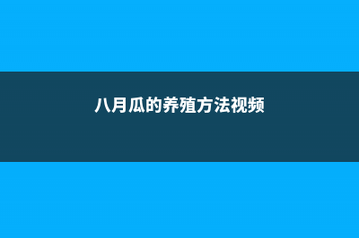 八月瓜的养殖方法和注意事项 (八月瓜的养殖方法视频)