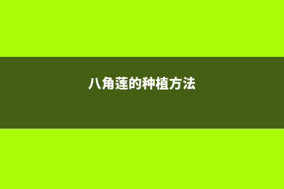 八角莲的养殖方法和注意事项 (八角莲的种植方法)