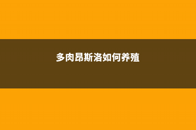 昂斯洛多肉的养殖方法和注意事项 (多肉昂斯洛如何养殖)