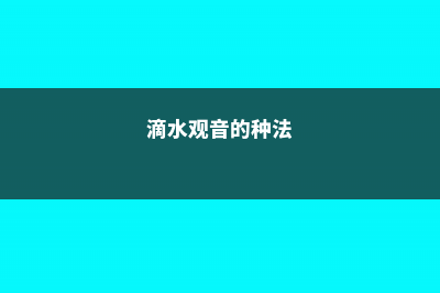 滴水观音怎么繁殖，常用的繁殖方法有哪些 (滴水观音的种法)