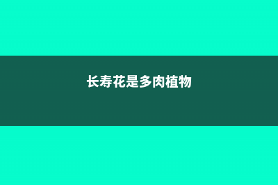 长寿花是多肉吗，如何对长寿花浇水 (长寿花是多肉植物)