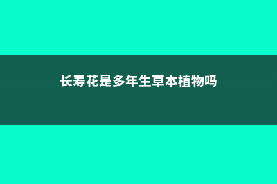 长寿花是多年生植物吗，叶子上长白霜然后变干是怎么回事 (长寿花是多年生草本植物吗)