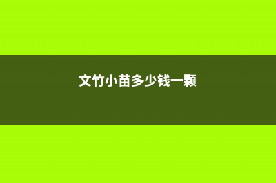 文竹小苗多少钱一棵，小苗怎么长得快 (文竹小苗多少钱一颗)