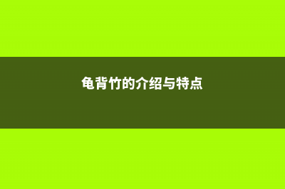 龟背竹的介绍，龟背竹的花语 (龟背竹的介绍与特点)