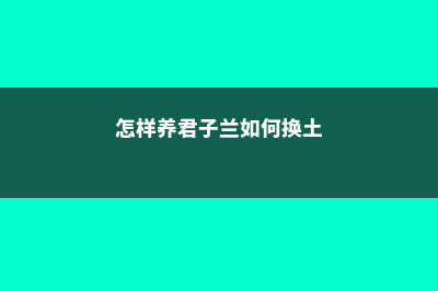 怎样养君子兰，养殖方法和注意事项介绍 (怎样养君子兰如何换土)