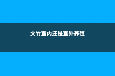 文竹是室内还是室外养，叶子发黄怎么挽救 (文竹室内还是室外养殖)