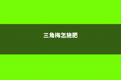 三角梅施肥施什么肥，施肥是直接埋土壤里面吗 (三角梅怎施肥)