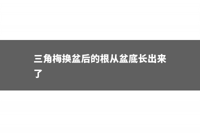 三角梅换盆后的养护方法和注意事项，换盆后掉叶子怎么办 (三角梅换盆后的根从盆底长出来了)