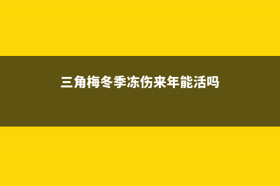 三角梅冬季会冻死吗北方，冬季养护方法 (三角梅冬季冻伤来年能活吗)