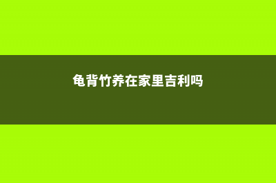 龟背竹养在家里合适吗，有什么注意事项 (龟背竹养在家里吉利吗)