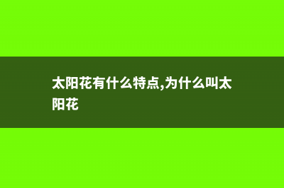 太阳花有什么特点，太阳花有什么颜色 (太阳花有什么特点,为什么叫太阳花)