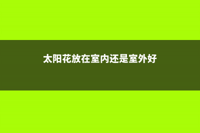 太阳花能放在室内吗，室内养能开花吗 (太阳花放在室内还是室外好)