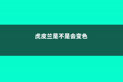 虎皮兰是不是会开花，怎么促使开花 (虎皮兰是不是会变色)