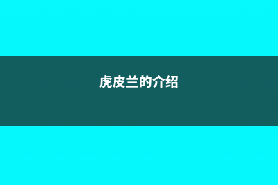 虎皮兰的介绍，虎皮兰的花语 (虎皮兰的介绍)