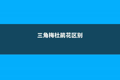 三角梅是杜鹃花的一种吗，是什么植物 (三角梅杜鹃花区别)