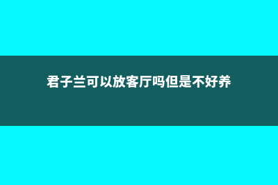 君子兰可以放客厅养吗，可以用硫酸亚铁吗 (君子兰可以放客厅吗但是不好养)