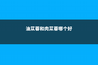 油苁蓉和肉苁蓉的区别，肉苁蓉的图片 (油苁蓉和肉苁蓉哪个好)