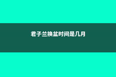 君子兰换盆时间，换盆根多怎么处理 (君子兰换盆时间是几月)