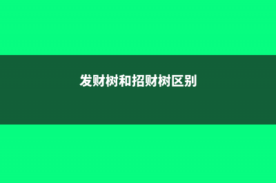 发财树和招财树一样吗，有什么区别 (发财树和招财树区别)