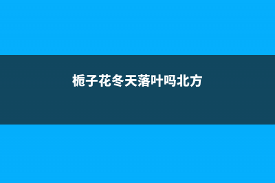 栀子花冬天落叶吗，栀子花图片 (栀子花冬天落叶吗北方)