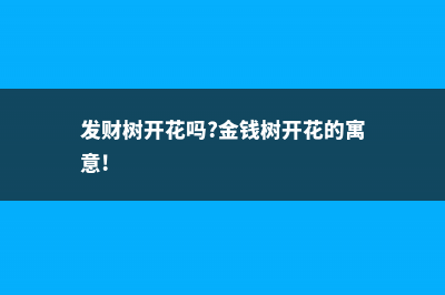 发财树开花吗，什么时间开花 (发财树开花吗?金钱树开花的寓意!)