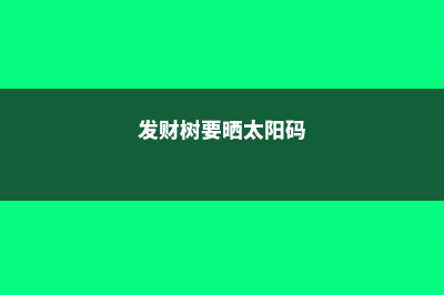 发财树要晒太阳吗，怎么晒太阳 (发财树要晒太阳码)