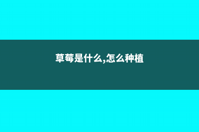 草莓是什么，怎么栽培 (草莓是什么,怎么种植)