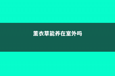 薰衣草能养在室内吗，薰衣草在室内怎么养 (薰衣草能养在室外吗)