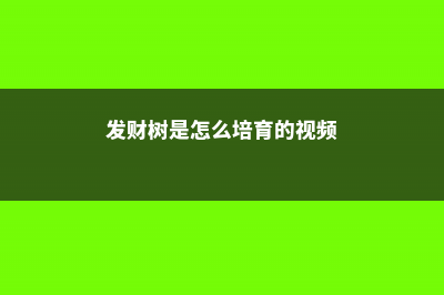 发财树是怎么培育出来的，是嫁接出来的吗 (发财树是怎么培育的视频)