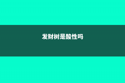 发财树是酸性还是碱性，是室内养还是室外养 (发财树是酸性吗)